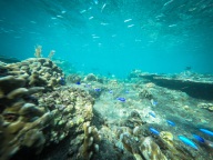 blog_indonesien_20150812_161016 blog_indonesien_20150812_161016