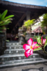 blog_indonesien_20150813_065005 blog_indonesien_20150813_065005