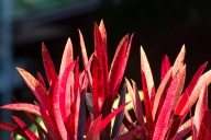 blog_indonesien_20150813_174645 blog_indonesien_20150813_174645