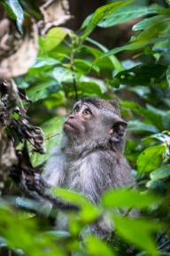 blog_indonesien_20150813_165721 blog_indonesien_20150813_165721