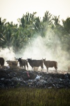 blog_indonesien_20150817_171139 blog_indonesien_20150817_171139