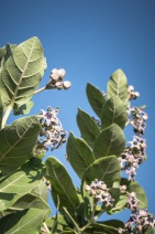 blog_indonesien_20150819_170313 blog_indonesien_20150819_170313