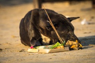 blog_indonesien_20150820_174250 blog_indonesien_20150820_174250