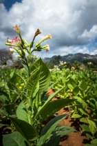 blog_kuba_20160328_111955 blog_kuba_20160328_111955