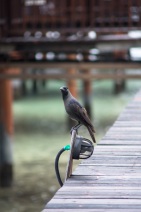 blog_malediven_20131103_165526 blog_malediven_20131103_165526