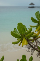 blog_malediven_20131104_115747 blog_malediven_20131104_115747