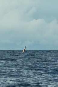 blog_malediven_20131107_062244 blog_malediven_20131107_062244