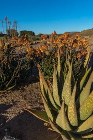 blog_namibia_20141029_064334 blog_namibia_20141029_064334
