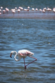 blog_namibia_20141102_124319 blog_namibia_20141102_124319