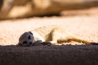 blog_namibia_20141103_101948 blog_namibia_20141103_101948