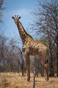 blog_namibia_20141105_120422 blog_namibia_20141105_120422