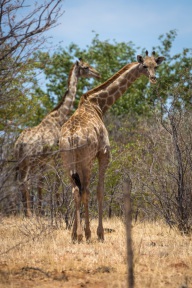 blog_namibia_20141105_120539 blog_namibia_20141105_120539