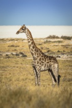 blog_namibia_20141105_163756 blog_namibia_20141105_163756