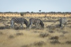 blog_namibia_20141105_173853 blog_namibia_20141105_173853