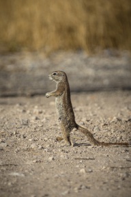 blog_namibia_20141106_074811 blog_namibia_20141106_074811