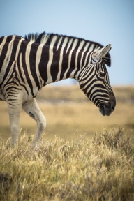 blog_namibia_20141106_131733 blog_namibia_20141106_131733