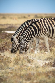 blog_namibia_20141106_133647 blog_namibia_20141106_133647