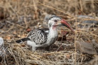 blog_namibia_20141107_072627 blog_namibia_20141107_072627