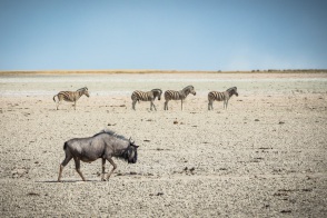 blog_namibia_20141107_092559 blog_namibia_20141107_092559