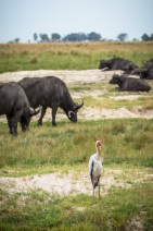 blog_namibia_20141109_145437 blog_namibia_20141109_145437