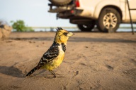 blog_namibia_20141112_075846 blog_namibia_20141112_075846