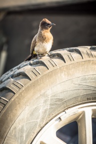 blog_namibia_20141112_083735 blog_namibia_20141112_083735