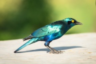 blog_namibia_20141112_085846 blog_namibia_20141112_085846