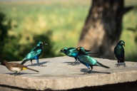 blog_namibia_20141112_085851 blog_namibia_20141112_085851