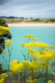 blog_neuseeland_2017_20171225_155529 blog_neuseeland_2017_20171225_155529