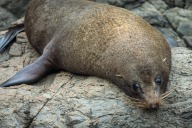 blog_neuseeland_2017_20180101_090019 blog_neuseeland_2017_20180101_090019