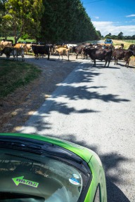 blog_neuseeland_2017_20180101_142204 blog_neuseeland_2017_20180101_142204