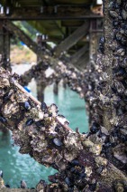 blog_neuseeland_2017_20180102_154055 blog_neuseeland_2017_20180102_154055