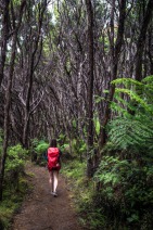 blog_neuseeland_2017_20180103_135120 blog_neuseeland_2017_20180103_135120