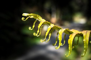 blog_neuseeland_2017_20180107_090059 blog_neuseeland_2017_20180107_090059