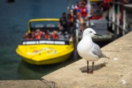 blog_neuseeland_2017_20180109_110113 blog_neuseeland_2017_20180109_110113