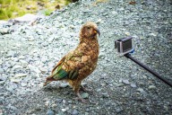 blog_neuseeland_2017_20180110_165503 blog_neuseeland_2017_20180110_165503