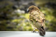 blog_neuseeland_2017_20180110_165653 blog_neuseeland_2017_20180110_165653