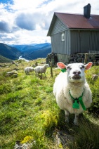 blog_norwegen_20160827_133631 blog_norwegen_20160827_133631