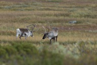 blog_norwegen_20160906_100948 blog_norwegen_20160906_100948