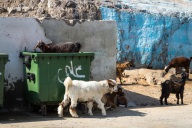 blog_oman_20150208_112016 blog_oman_20150208_112016