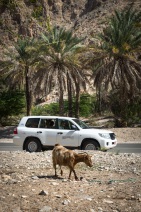 blog_oman_20150209_124451 blog_oman_20150209_124451