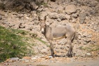 blog_oman_20150209_124845 blog_oman_20150209_124845