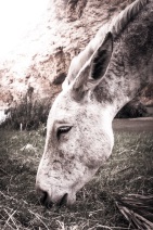 blog_oman_20150210_104940 blog_oman_20150210_104940