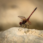 blog_oman_20150210_113850 blog_oman_20150210_113850