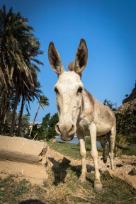 blog_oman_20150210_150318 blog_oman_20150210_150318