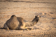 blog_oman_20150210_170726 blog_oman_20150210_170726