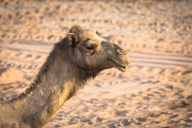 blog_oman_20150210_170750 blog_oman_20150210_170750