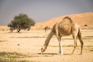 blog_oman_20150212_103649 blog_oman_20150212_103649