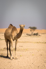 blog_oman_20150212_104014 blog_oman_20150212_104014