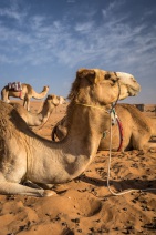 blog_oman_20150213_083051 blog_oman_20150213_083051